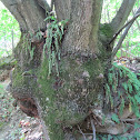 tree