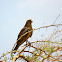 Grasshopper Buzzard