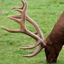 Elk 
