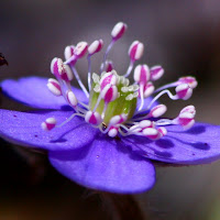 Common hepatica