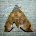 Fig Sphinx Moth