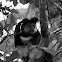 Black capuchin