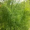 Fenchel