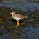 Perna vermelha (Common Redshank)