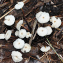 Pinwheel Marasmius