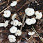 Pinwheel Marasmius