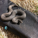 Melanistic Common European Adder