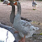 Graylag Goose