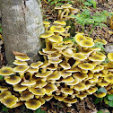 Honey-fungus, puza