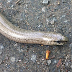 Slow Worm