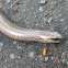 Slow Worm