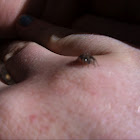 Wolf spider