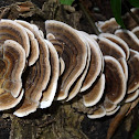 Caramel turkeytails