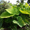 Elephant Ear