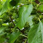 Mulberry tree