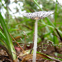 Coprinus plicatilis- Japanese umbrella inky