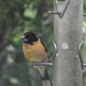 Black headed grosbeak(male)
