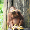 Bornean Orangutan