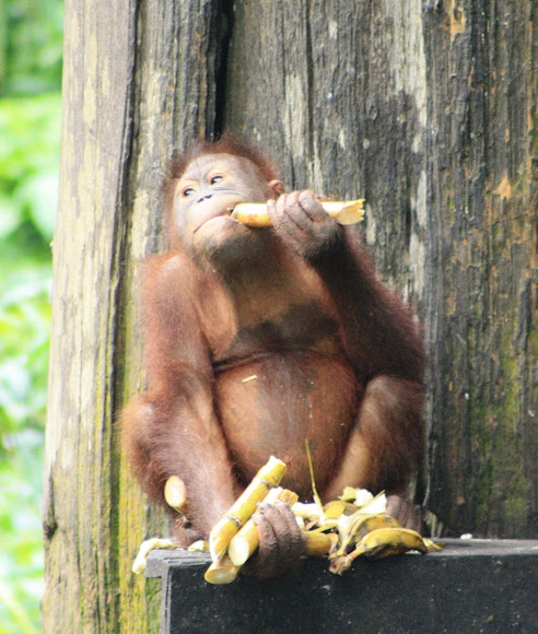 Spotting Image 1
