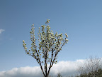 Albero in fiore