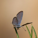 Indian Cupid Butterfly