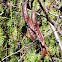 Honey Locust