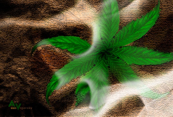 Cannabis_by_Vigovsky