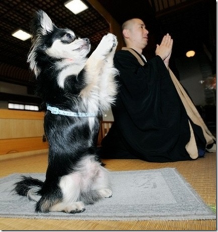 Praying+Dog+Chihuahua+Conan+picture%5B3%5D.jpg