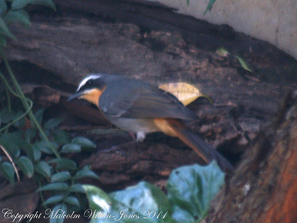 Spotting Image 1