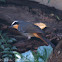 Cape Robin-Chat