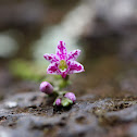 Epidendrum orchid