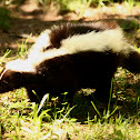 Striped Skunk