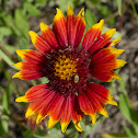 Indian Blanket