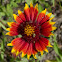 Indian Blanket