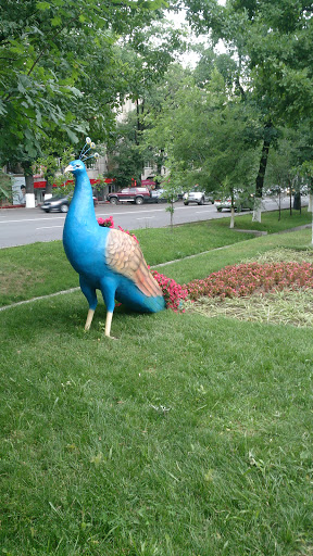 Peacock Flowerbed