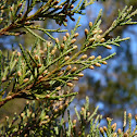Eastern Red Cedar