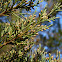 Eastern Red Cedar