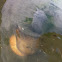 Moonsnail
