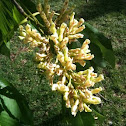Yellow Buckeye flowers