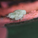 Planthopper nymph