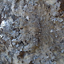 Lichen Parmelina tiliacea