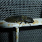 Click Beetle