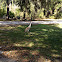 Sandhill crane