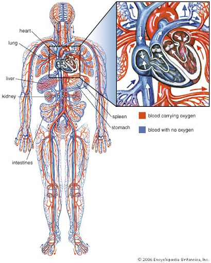 circulatory system images. Cardiovascular System (heart