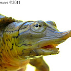 Spiny Softshell Turtle