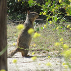 California Ground Squirrel