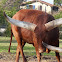 Ankole-Watusi