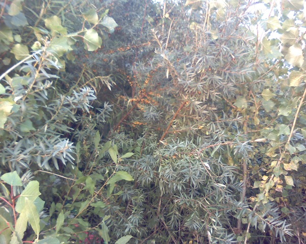 [Pictur14533.jpg]