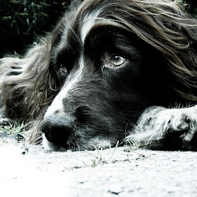 Max by Hannah Rugg - Animals - Dogs Portraits ( black and white, dog )