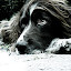 Max by Hannah Rugg - Animals - Dogs Portraits ( black and white, dog )